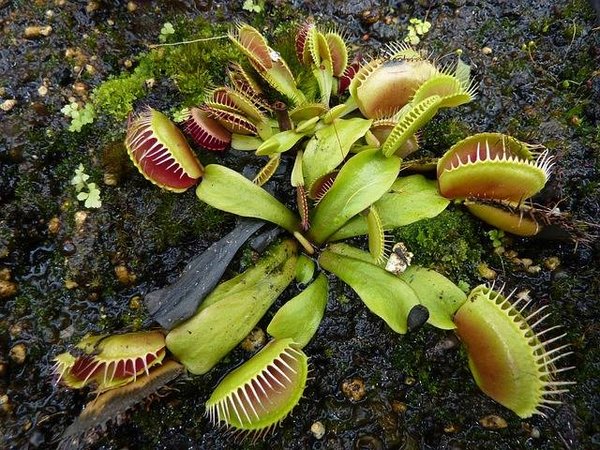 Plantes inhabituelles et extraordinaires à ajouter à votre jardin