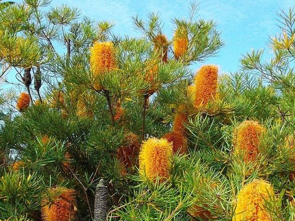 Attirer les pollinisateurs avec des plantes indigènes dans votre paysage de jardin