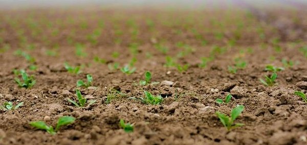 Comment conserver vos graines de plantes pour l'année suivante