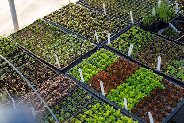Salade sous serre: Quand réaliser ses semis ?
